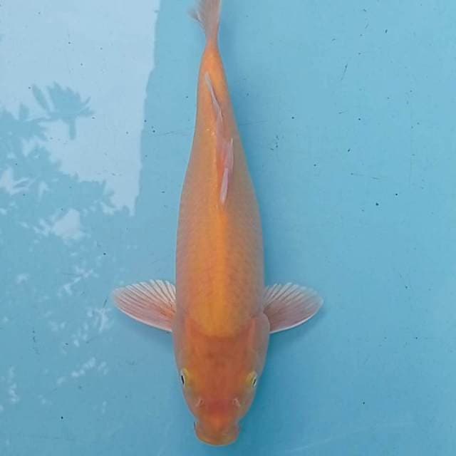 Karasi mata merah 30 cm.