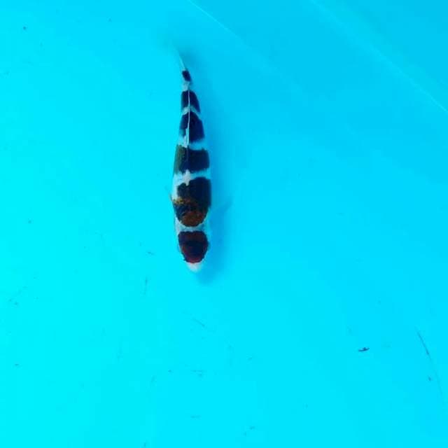 Goromo