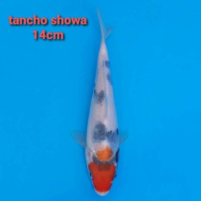 F1 Tancho Showa 14cm