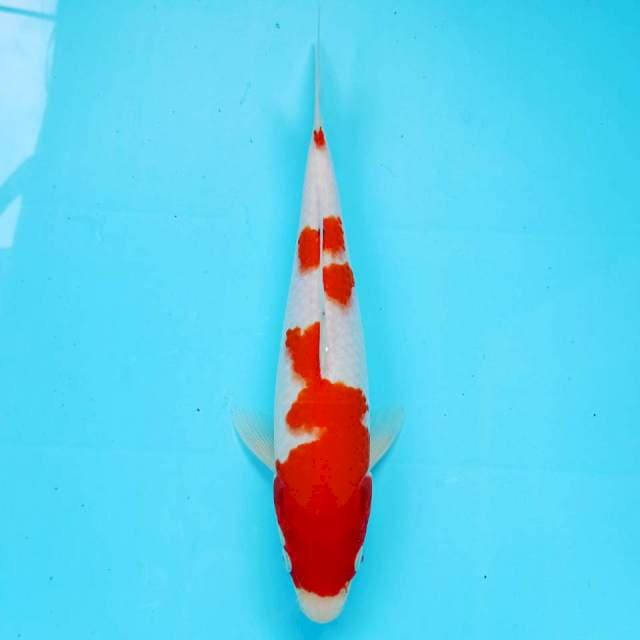 KOHAKU 28cm
