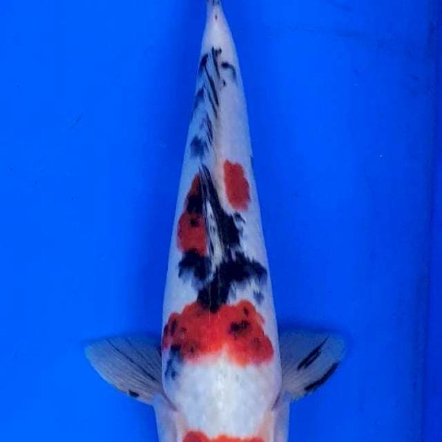 Sanke Marujyu