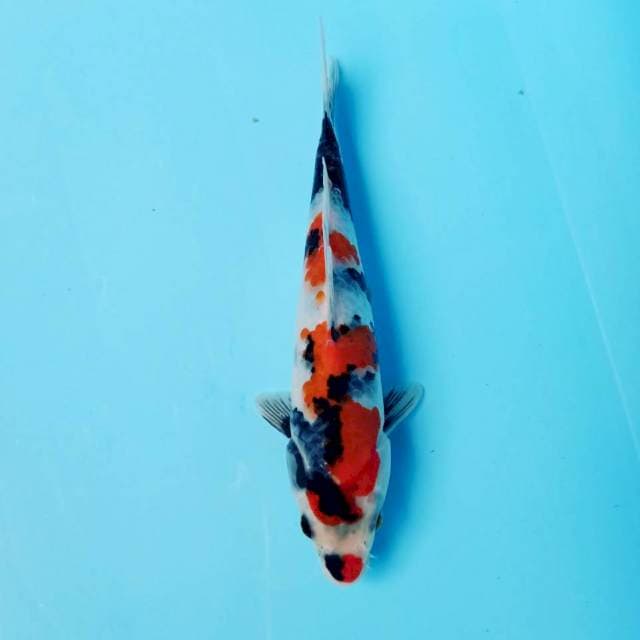 KINDAI SHOWA 23cm