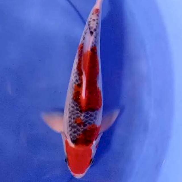 Goshiki 28 cm
