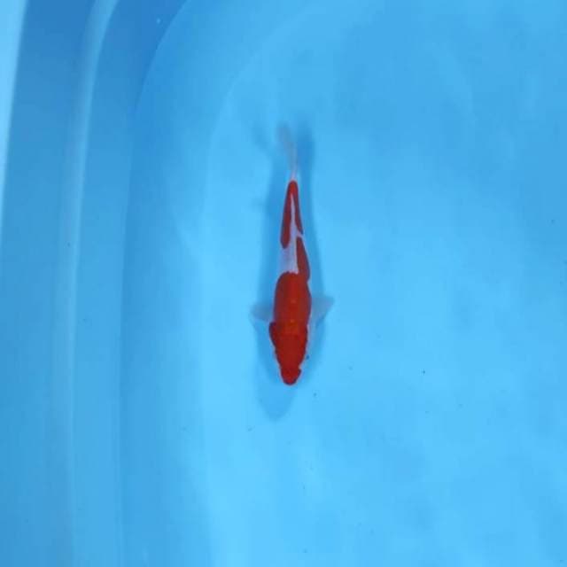 (PICTURE 1) KOHAKU DOITSU