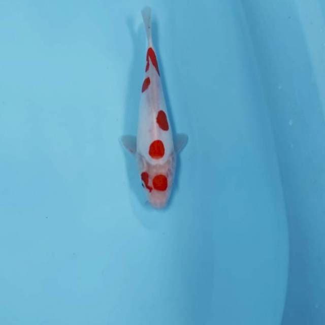 (PICTURE 3) KIHAKU CEPLOK