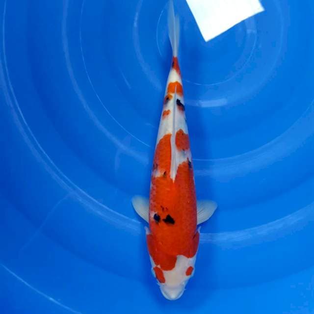 Sanke 35cm