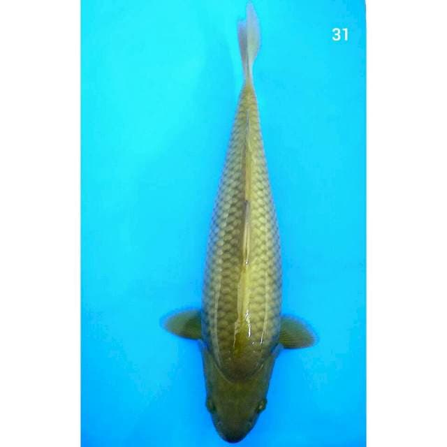 Midorigoi/31cm