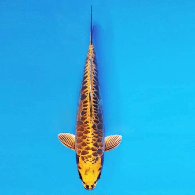 KENZEI 2 ~ NAGA AIR ™