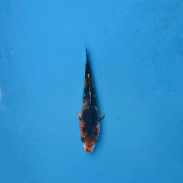 Kin Kiko F1