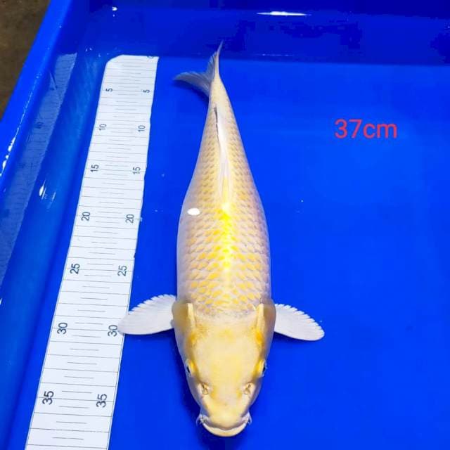 Ogon ring istimewa 37cm