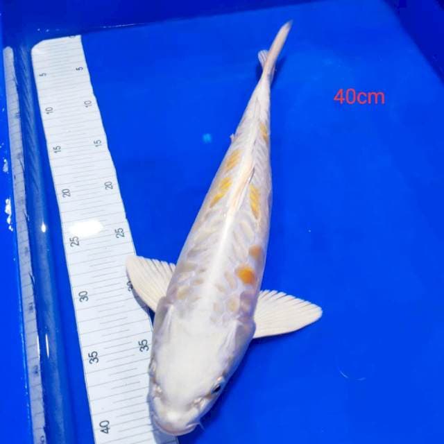 Kujaku aragoke 40cm