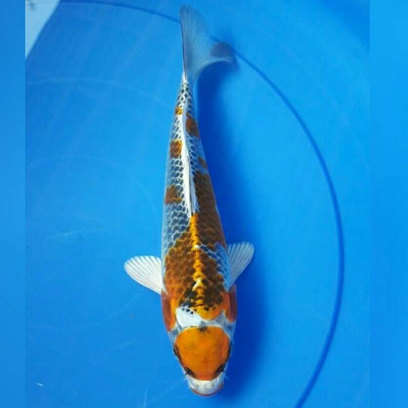 MARUTEN KUJAKU