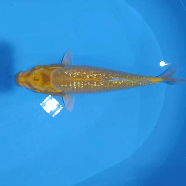 Ogon ginrin bagus