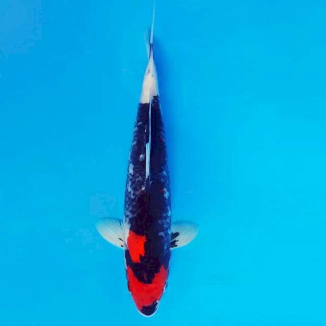 KENZEI 12 ~ JET BLACK SHOWA ™