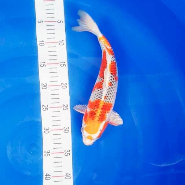 Kujaku 32cm