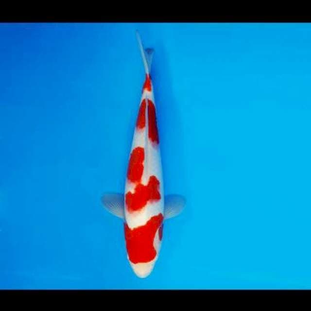 Kohaku HQ 32cm