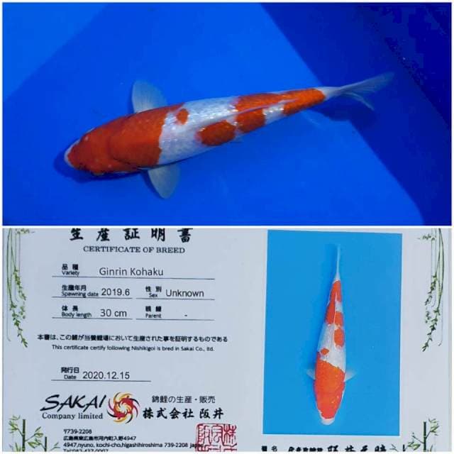 Kohaku ginrin Sakai 29Cm