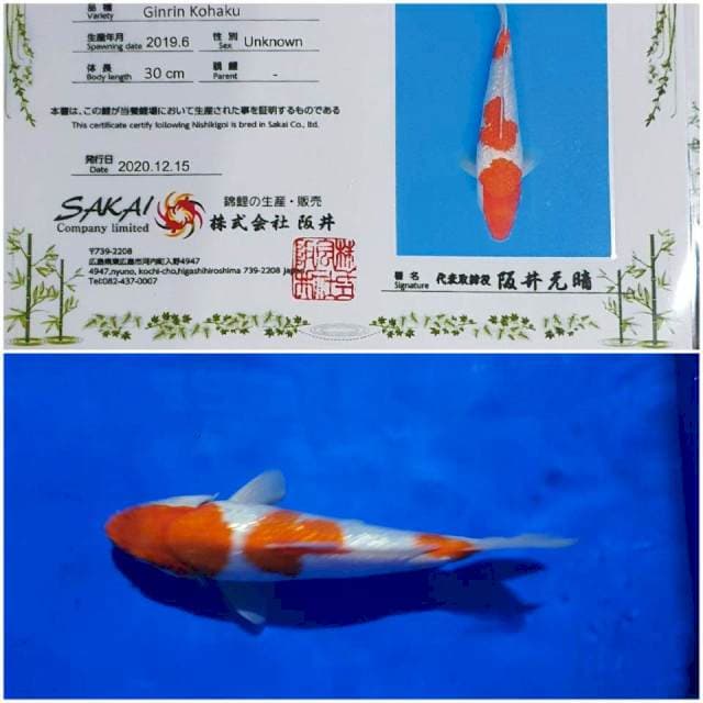 Kohaku Ginrin Sakai