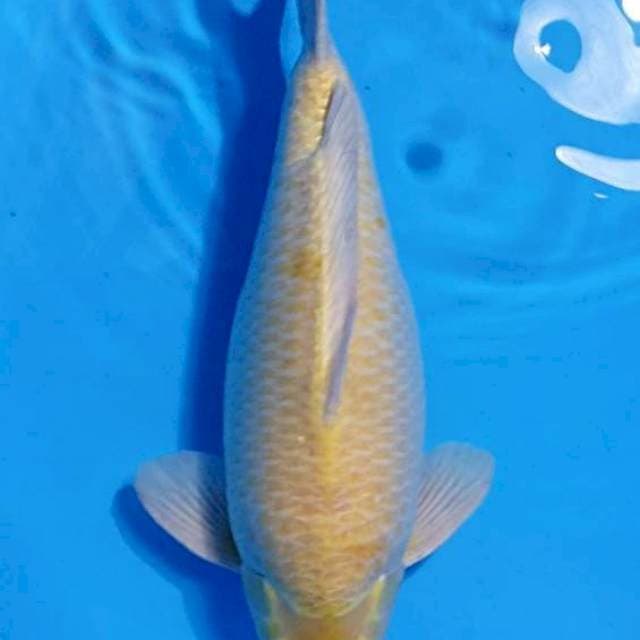 Karashi Male Sakai bloodline super manggo 55BU