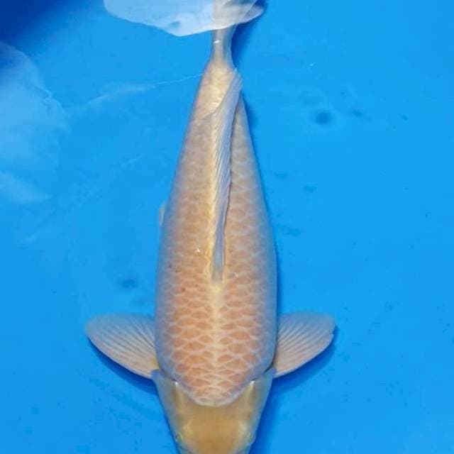 Karashi Lemon Male Sakai Bloodline super Manggo 50BU