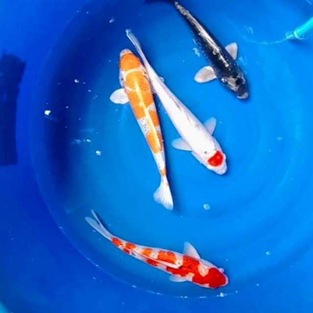 Mixx koi 36-37cm 4ekor