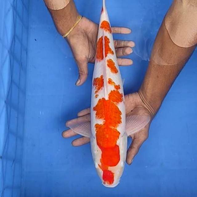 Kohaku 43cm