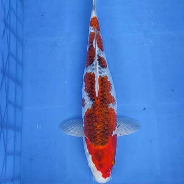 Gosiki Inazuma 44cm