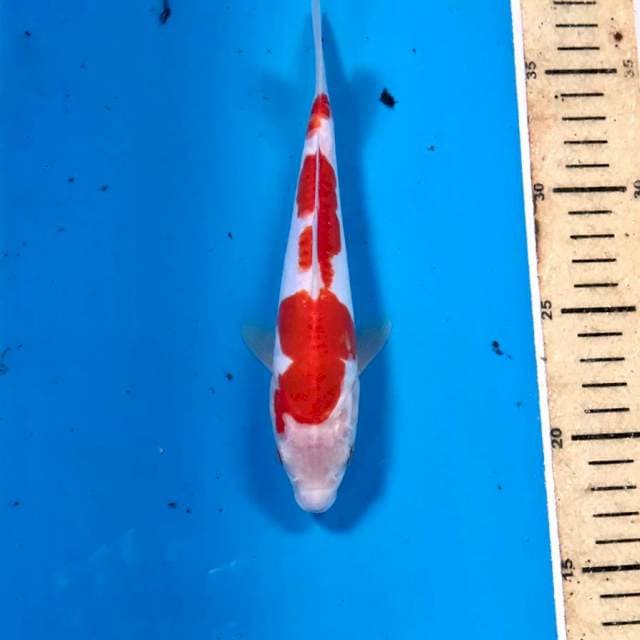 Kohaku doitsu, 20 cm