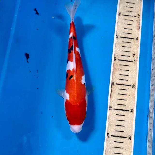 Sanke Doitsu, 27 cm