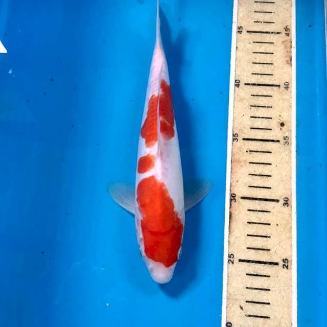Kohaku Doitsu, 25 cm