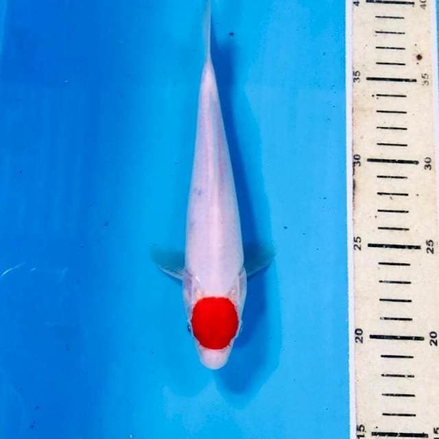 Tancho Kohaku, 22 cm