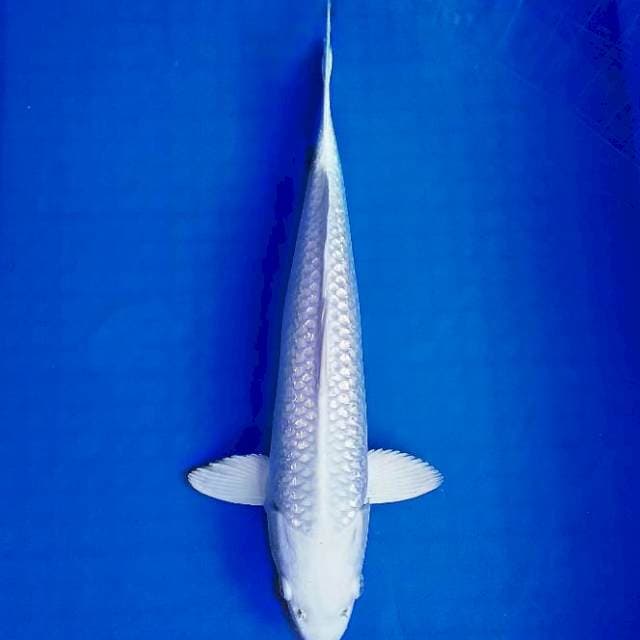 Platinum 34 cm
