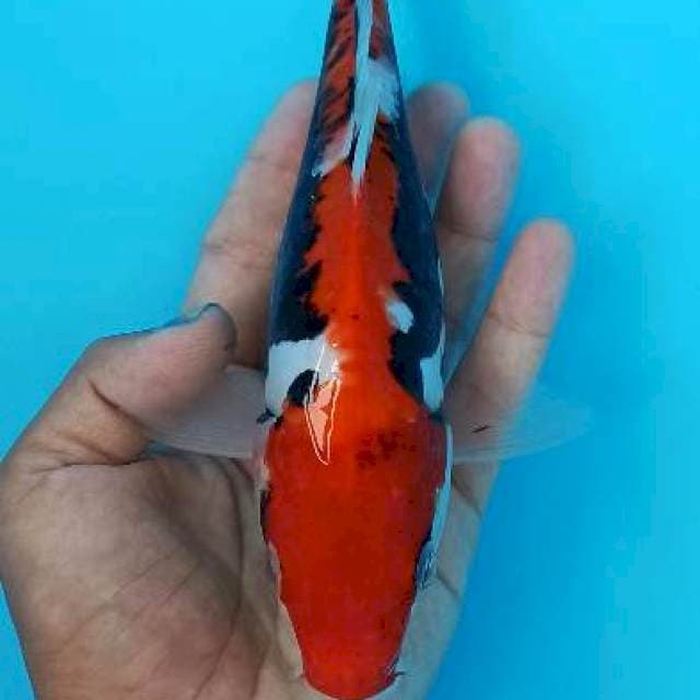 Benikumonryu cantik 23cm