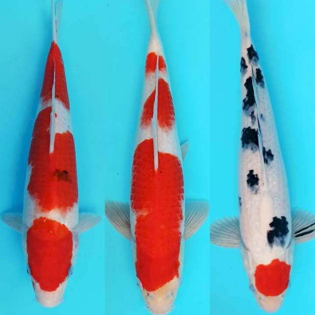 Trio merah merona sanke-kohaku-tancho 33-36cm