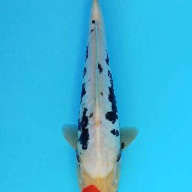 Tancho benikumon 29cm