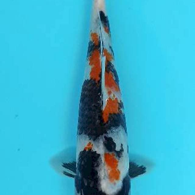 Kindai showa cantik 22cm