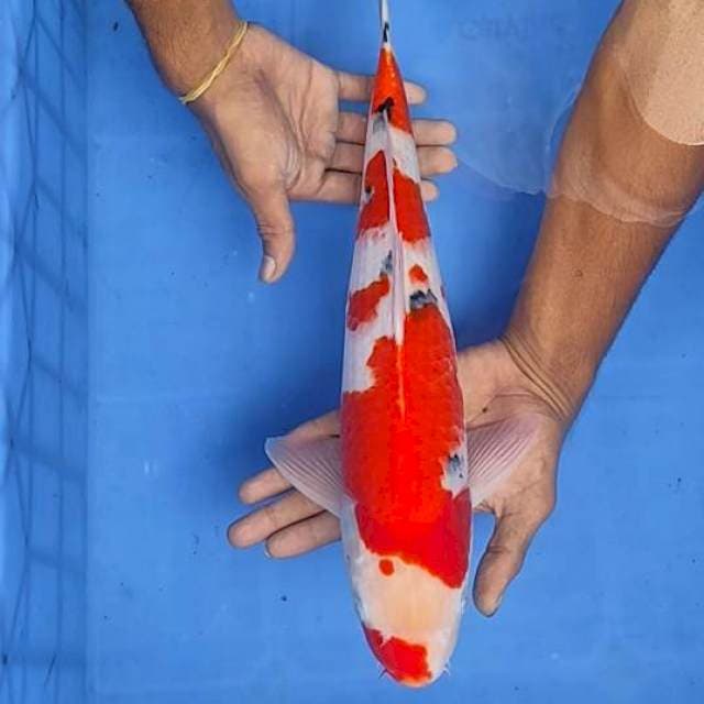 Sanke 41cm