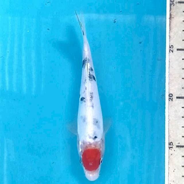 Tancho hesei nishiki, 16 cm