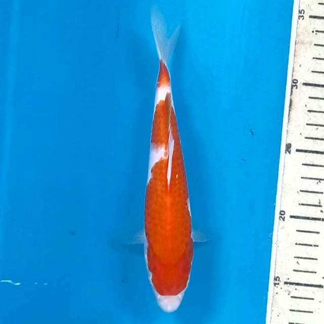 Kohaku, 21 cm