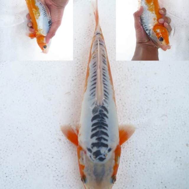 Sushui 26cm
