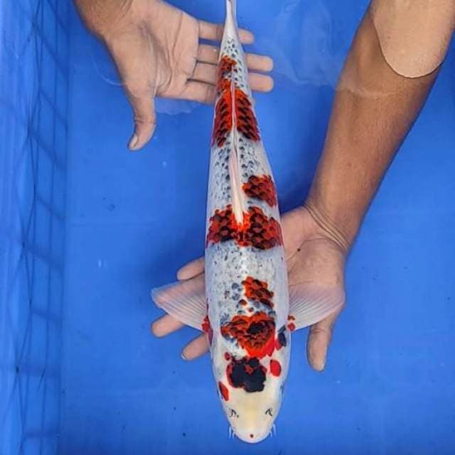 Gosiiki 43cm