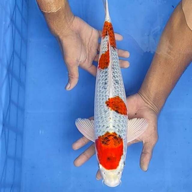 Kojaku 40cm