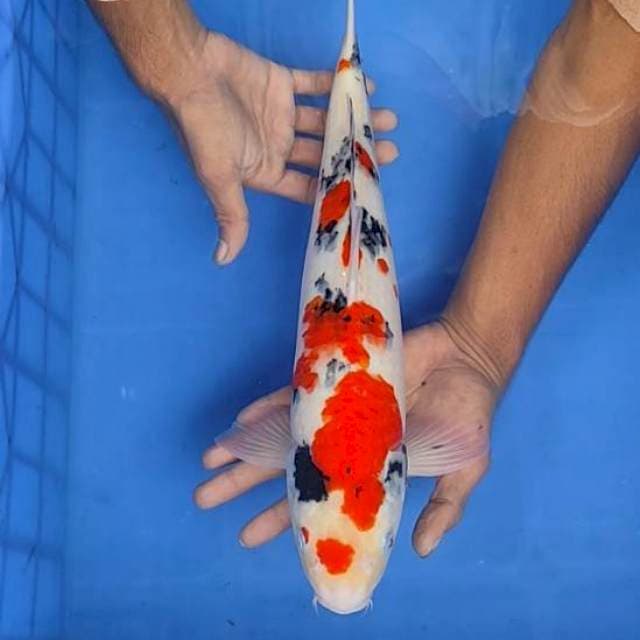 Sanke 41cm