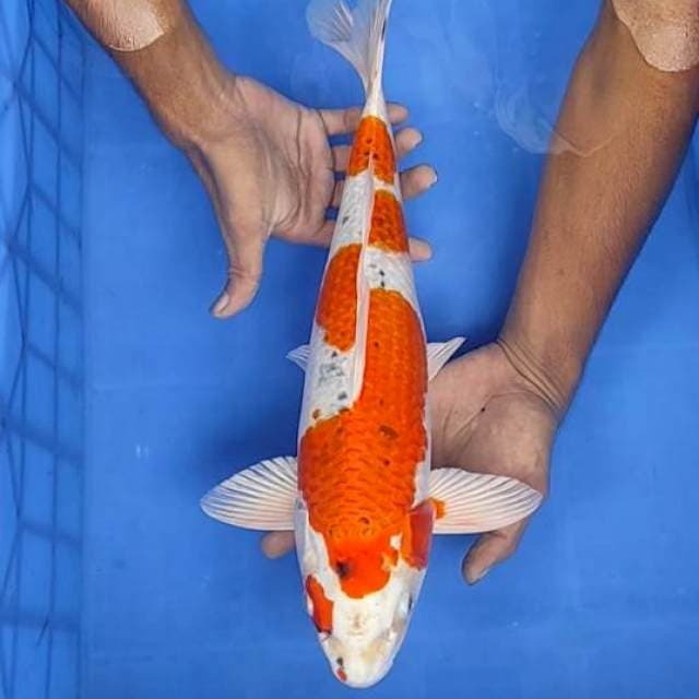 Kojaku 41cm