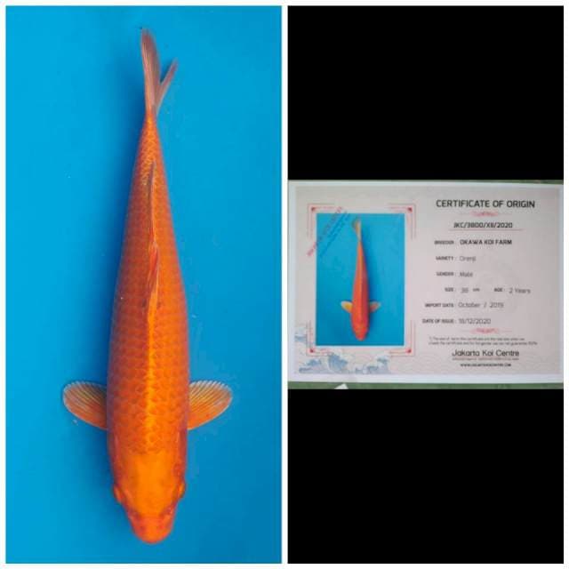 Okawa Jumbo Male Orenji