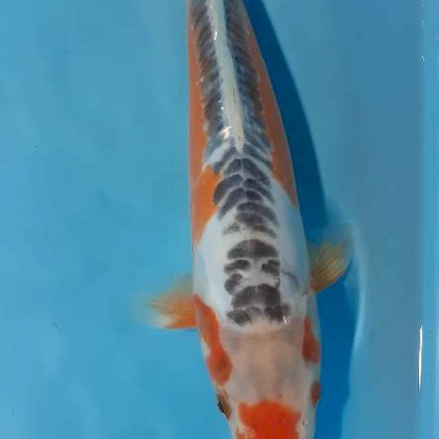 Shusui 33 cm