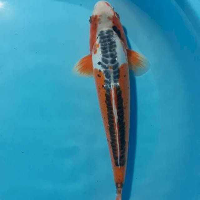Shusui 32 cm