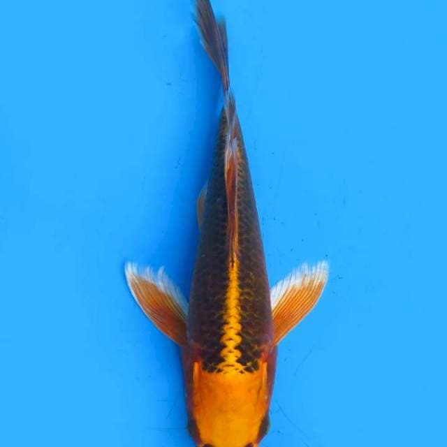 Matshuba 26cm ml