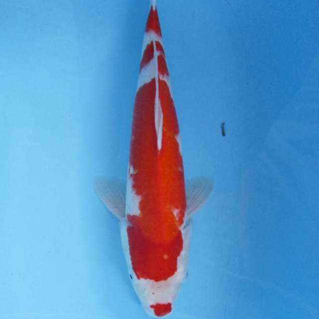 Kohaku