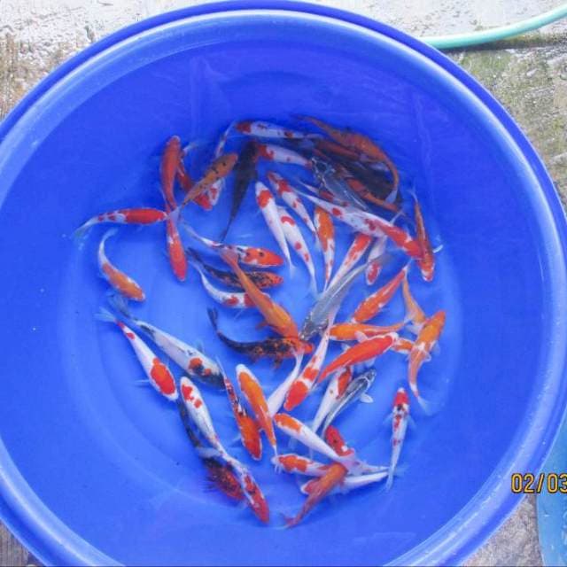 Paket mix 50 ekor